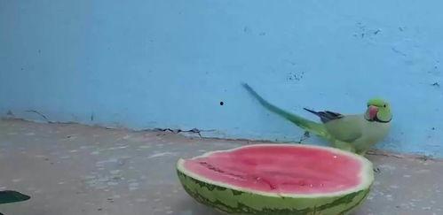 鹦鹉吃瓜的视频,萌态十足引网友爆笑