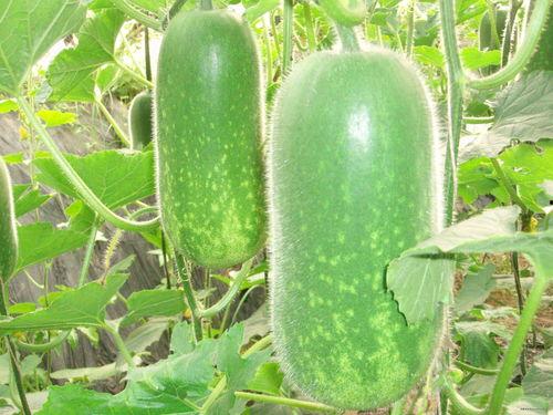 法特吃蜜瓜的视频,共享夏日美味瞬间