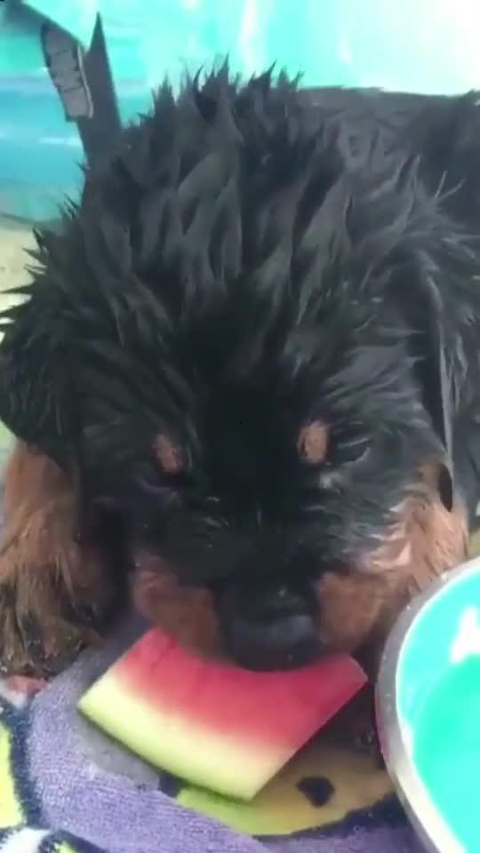 德牧吃瓜好不好吃视频,揭秘狗狗吃瓜的趣味瞬间