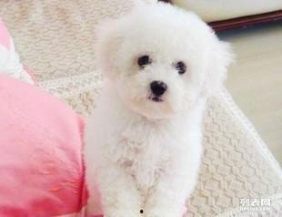 比熊可以吃蜜角瓜吗视频,比熊犬适宜食用蜜角瓜的揭秘与注意事项