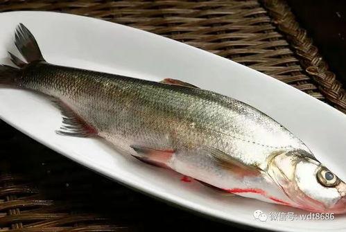 班主任吃八瓜鱼视频,趣味视频引网友热议