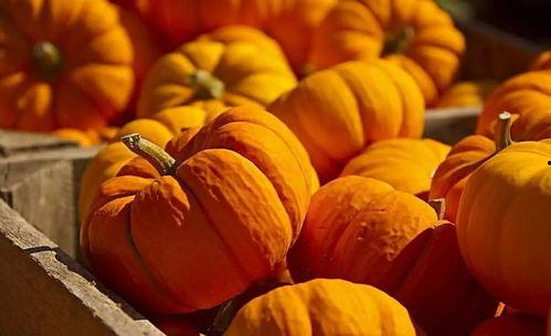 南瓜视频吃瓜,揭秘娱乐圈吃瓜大事件