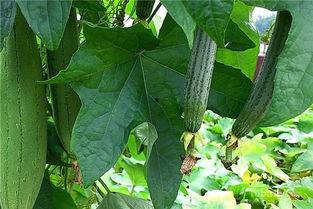 吃黄皮瓜危害视频播放,视频揭示惊人真相