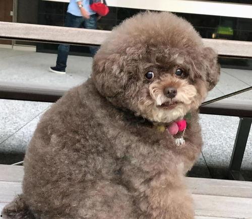 泰迪吃蓝瓜好不好呢视频,美味还是禁忌？