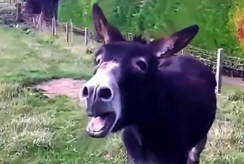 二驴吃瓜pk视频,一场视觉盛宴的瓜界大战