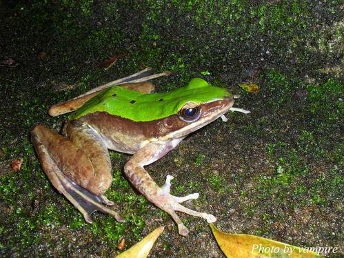 绿头蛙吃瓜视频下载安装,轻松获取萌蛙趣味瞬间