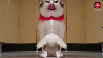 葫芦瓜能给猫吃吗视频播放,猫咪新宠？揭秘猫咪能否享用葫芦瓜美味